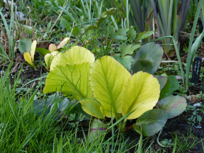 2018-04-26 Bergenia 'Solar Flare' 2.jpg