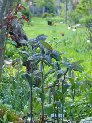2018-04-26 Polygonatum 'Betberg'.jpg