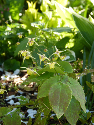 2018-04-26 Epimedium 1.jpg