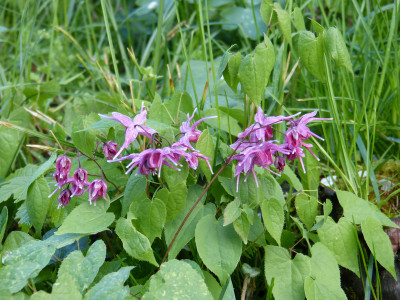 2018-04-26 Epimedium 3.jpg