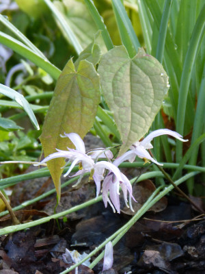 2018-04-26 Epimedium leptorrhizum.jpg
