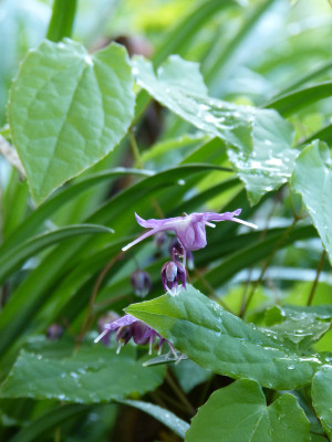 2018-04-26 Epimedium 'Lilafee'.jpg