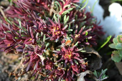 C50_Euphorbia_cyparissias_Fens_Ruby.jpg