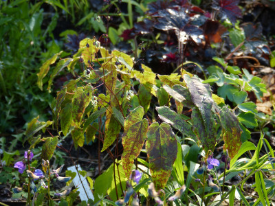 2018-04-26 Epimedium 'Domino'.jpg