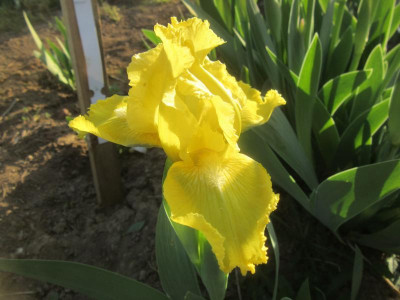SDB Lace Lemonade.JPG