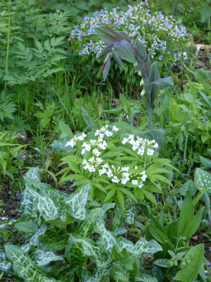 2018-04-26 Cardamine heptaphylla.jpg