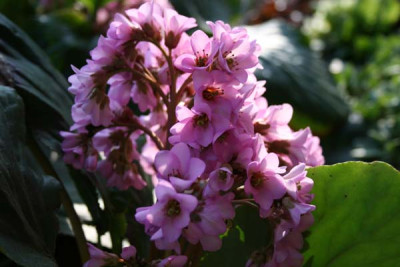 C48_rosa_Bergenienblute_ganz.jpg