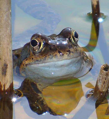 frog1.jpg