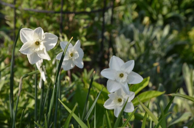Narcissus-GreenEyes.18-2.jpg
