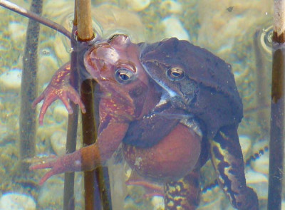 frog2.jpg