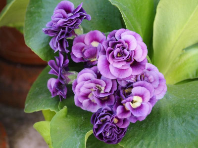 Primula Auricula 'Splendide' P4270156.JPG