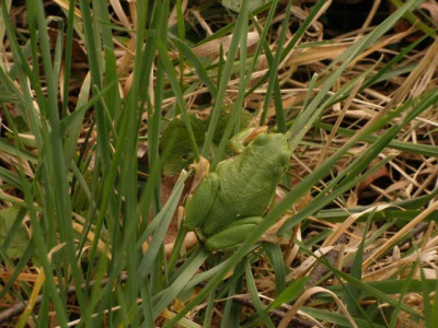 2007-03-17_grasfrosch.jpg