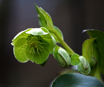Helleborus-argutifolius.jpg