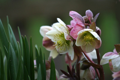 Helleborus-b.-Dammerung.jpg