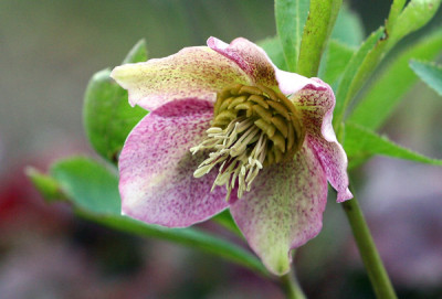 Helleborus-Samling.jpg