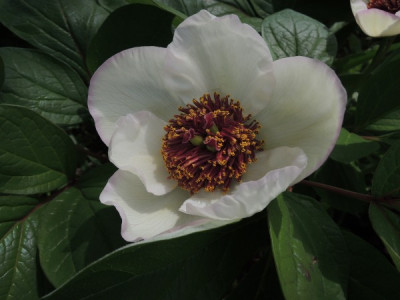 P.obovata bluete.JPG