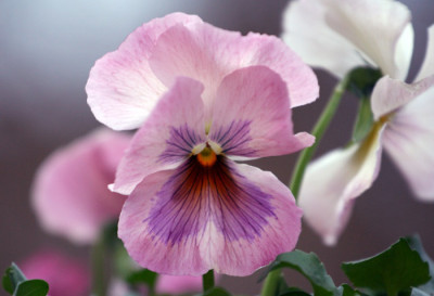 Viola-im-Wind.jpg