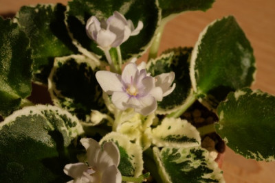 DSCF5929_3140.JPG