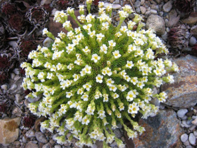 saxifraga_spec_17_maerz_07.jpg
