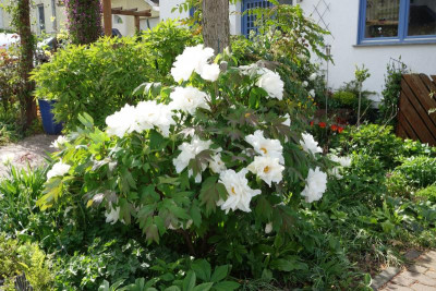 Paeonia-Renkaku.18-4.jpg