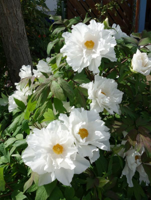 Paeonia-Renkaku.18-2.jpg