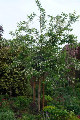 Prunus_virginiana-Shubert.18-1.jpg