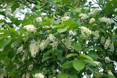 Prunus_virginiana-Shubert.18-2.jpg