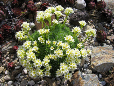 saxifraga_spec_17_april_06.jpg