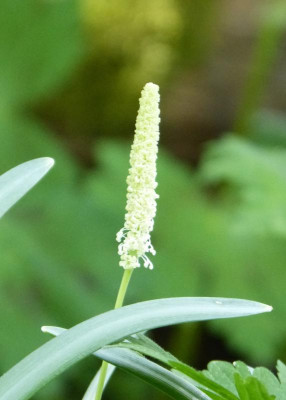 2018-04-27 Achlys triphylla.jpg