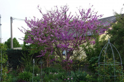 Cercis_siliquastrum.18-1.jpg