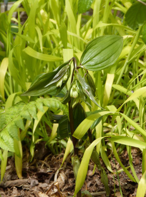 2018-04-27 Disporum.jpg