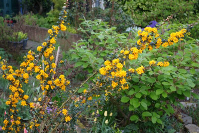 Berberis_lologensis_MysteryFire.18-1.jpg