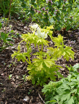 2018-04-27 Dicentra 'White Gold'.jpg