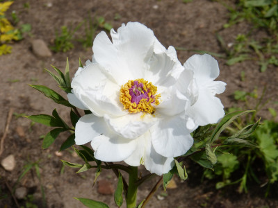 2018-04-27 Paeonia.jpg