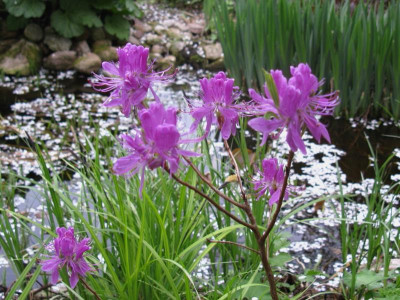 Rhododendron canadense.JPG