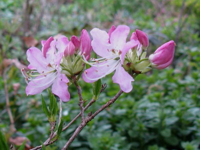 Rhododendron vaseyi.JPG