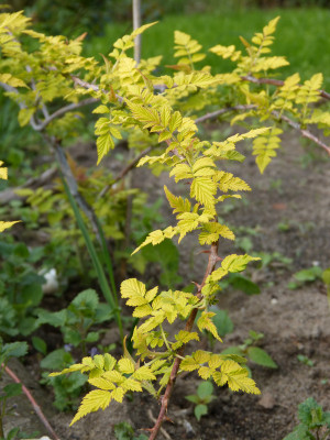 2018-04-27 Rubus cockburnianus 'Golden Vale'.jpg