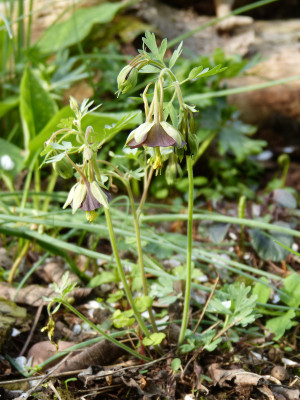 2018-04-27 Aquilegia viridiflora.jpg
