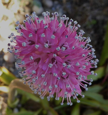 Helonias bullata  ...  19.4.18 025.jpg