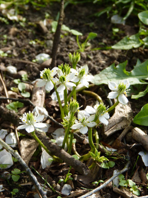 2018-04-27 Asteropyrum cavaleriei.jpg