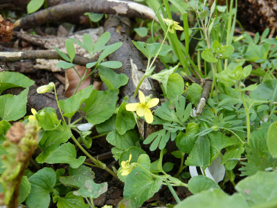 2018-04-27 Viola pubescens.jpg