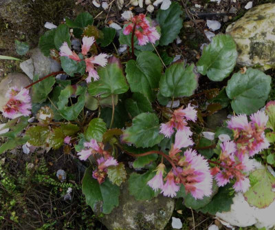 Shortia soldanelloides var. magna ...   27.4.18 016.jpg