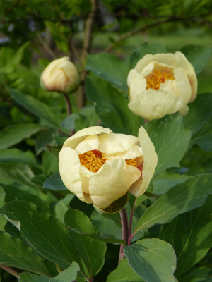 2018-04-27 Paeonia mlokosewitschii 3.jpg