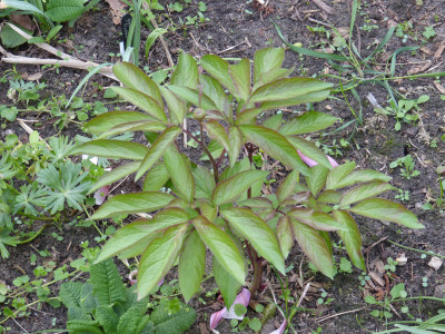 2018-04-27 Paeonia wittmaniana Beeches.jpg