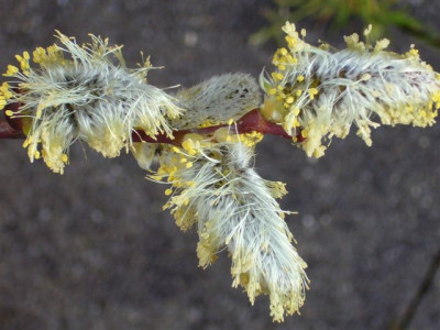 19.03.2007.1.JPG