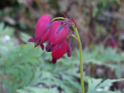 Dicentra rot.JPG