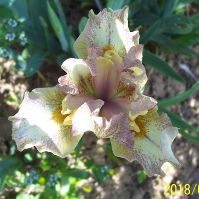 100_7403 mauve zitrone.jpg