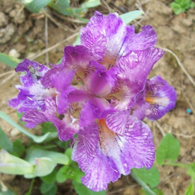100_7401 angeschneckter violetter Sämling.jpg