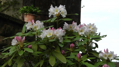 DSCN2595.JPG