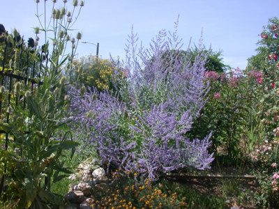 Blauraute_Blue_Spire_R_6118_78.jpg